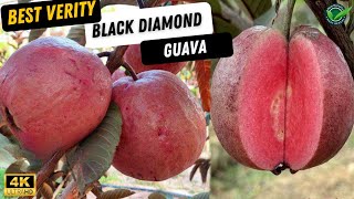 The best guava variety in the world is Black Diamond Guava [upl. by Bonnice998]