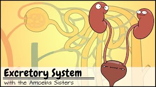 Excretory System and the Nephron [upl. by Xylina]