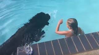 Newfoundland dog displays water rescue instincts [upl. by Killen]