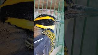 burung cantik apakah ini beautybirds fyp kicaumania birds [upl. by Nagaer222]