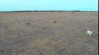 Drones Aragua  Sabana de Apure [upl. by Frayne]