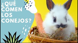 ¿Que puede comer un conejo🌾 Alimentación ideal para los conejos🐰 [upl. by Kelby101]