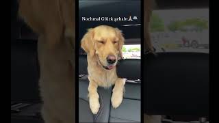 Wurdet ihr verfolgt 🚓🚴🏼‍♂️ shortsclip hund youtubeshorts goldenretriever police [upl. by Olnek]