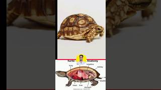 Amazing fact about Tortoise🐢 shorts viralvideo [upl. by Eugatnom]