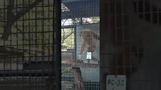 monkey gorilla happymonkey funny trendingnow viral trendingshorts wildlifeanimals [upl. by Wettam16]