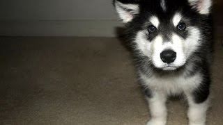 How do I stop my alaskan malamute pup barking through the night EASY [upl. by Yanehc]