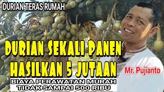 CARA MERAWAT POHON DURIAN  CARA MERAWAT DURIAN CEPAT BERBUNGA  DURIAN BANYUWANGI [upl. by Llenreb330]