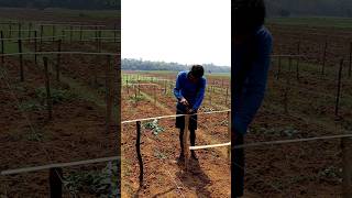 How Frame Is Prepared for Pointed Gourd shorts [upl. by Krum]