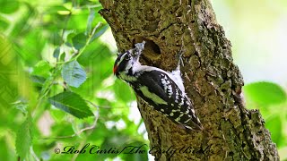 Dryobates pubescens DOWNY WOODPECKERS bring food to nest 9087639 [upl. by Bainter]