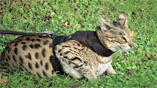 Savannah Cats ATTITUDE to Dogs [upl. by Crandall]