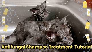 Treating Fungal Infections in Cats Antifungal Shampoo Bath Tutorial [upl. by Learrsi]