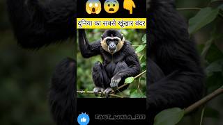 Hoolock Gibbon monky facts shorts shortfeed shortvideo HoolockGibbon 😰👆😱👆😰 [upl. by Magulac]