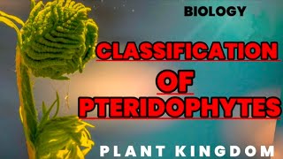 Classification of Pteridophytes  Biology [upl. by Alyda]