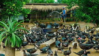 Today I Cleaning Duck Pond  Happy Small Farm  Muscovy Duck Raising [upl. by Acinej]