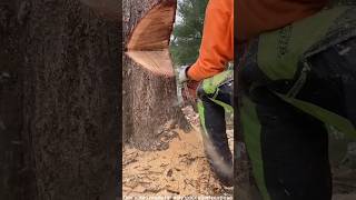 Tree cutting trick used abroad ytshortsvideo [upl. by Grethel977]