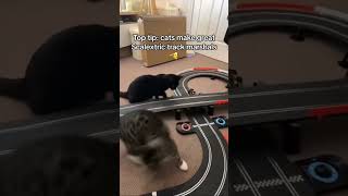 Cats vs Scalextric Car 😱 [upl. by Kcinom]