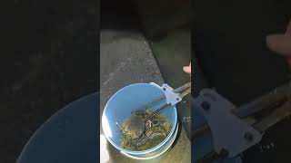 Amazing Crab Fishing 🦀 fishing fishinglife crab shorts trending viralshort ytshorts foryou [upl. by Adelind]