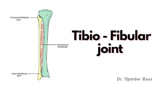 Tibio  Fibular joint [upl. by Torin]