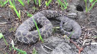 Southeast Iowa Massasauga Rattlesnake [upl. by Chiquia]