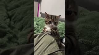 Gatti e gattini divertenti Risate assicurate shorts kitten cat funny [upl. by Lody]