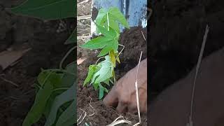 How to Plant Papaya papayafarming [upl. by Luhe809]