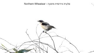 סלעית אירופית מתנקה  Northern Wheatear [upl. by Haropizt]