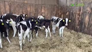 80 Holstein Calves  UK [upl. by Worl]