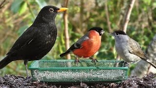 Garden Birds  Oiseaux de Jardin  Gartenvögel  Tuinvogels  Trädgårdsfåglar [upl. by Atilrak]