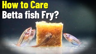 How To Care Betta Fish Fry Secrets Of Growth [upl. by Ienttirb765]