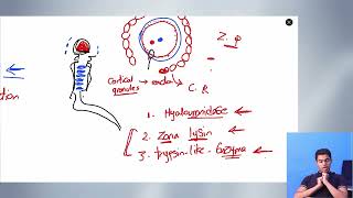 General embryology 5 Ferrtilization [upl. by Wittie]