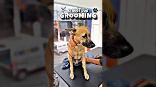 Street Dog 🐕 Grooming pets pet [upl. by Mendel797]