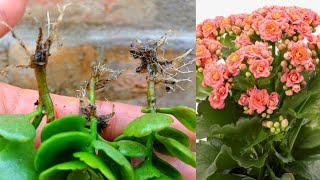 How to propagate kalanchoe  Kalanchoe propagation  how to grow kalanchoe plant from cuttings [upl. by Anaile738]