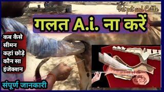 गाय भैंस में गलत Ai ना करेंWrong Artificial Insumination in Cow Buffalo [upl. by Anerda178]