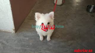 japanese spitz Barking sound puppy best barking japanese spizt puppy dangerous sound [upl. by Eisenstark]