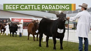 Beef Cattle Parading [upl. by Garate]