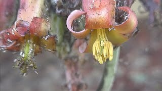 10 days in the life of Cotyledon orbiculata a flower bloom timelapse [upl. by Coryden72]