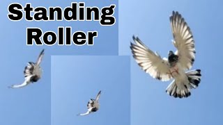 Roller pigeon  indian tumbler pigeon stunts status short [upl. by Adnim]