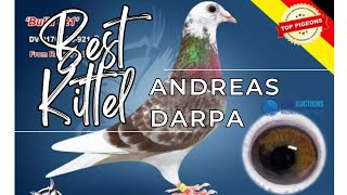 Super quot Best Kittel quot Racing Pigeon From Andreas Darpas Bloodline For Sale In M amp C Pigeons Auction [upl. by Inaniel]