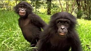 BONOBOS  Bande annonce HD sortie le 30 mars 2011 [upl. by Nymzaj]