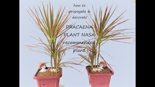 how to propagate and decorate dracaena plantnasa recommended plant [upl. by Eanert127]