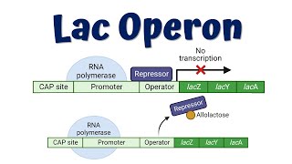 Lac Operon Animation Advanced  Lac Operon mutations  Gene regulation in Prokaryotes [upl. by Aynos]