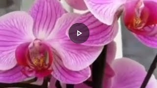 Orchids  Plant Varieties Series for Indoor Placement [upl. by Saeger66]