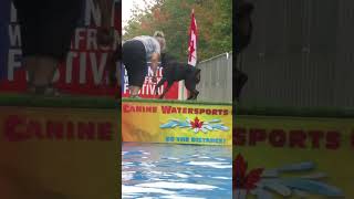 Redpath Waterfront Festival Dog Dock Diving [upl. by Liederman]