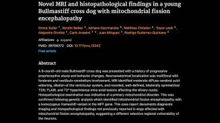 19 Novel MRI and histopath findings in a Bullmastiff with mitochondrial fission encephalopathy [upl. by Marrissa]