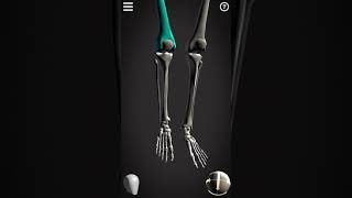 Tibiofemoral joint movement [upl. by Ylrevaw]