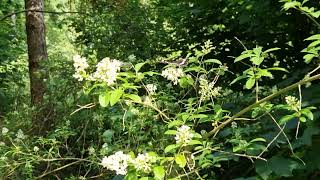 White Admiral Crowsley Woods Sonning Common June 2023 [upl. by Llieno983]