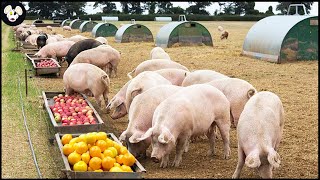 How American Farmers Raise Organic Pigs  Pig Farms Only Eat Bananas [upl. by Ardnazxela]