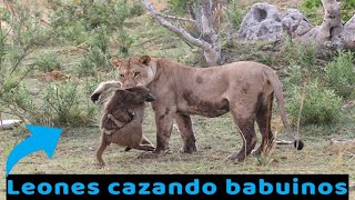 Leones cazando babuinos [upl. by Ahseym]