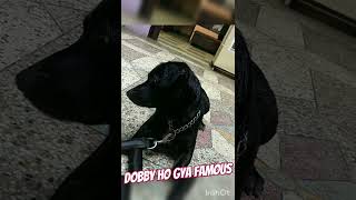 Dobby ki hit videoFamous ho gya dobbyviralvideofunnylabrador dogishortvideodobbychauhan112 [upl. by Anar]