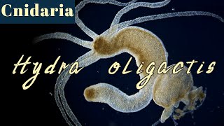 Morphology and feeding process of Hydra oligactis Cnidaria [upl. by Oicaroh59]